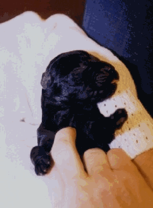 2 day old Giant Schnauzer puppy