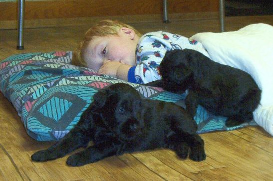 Hunter with Giant Schnauzer puppies