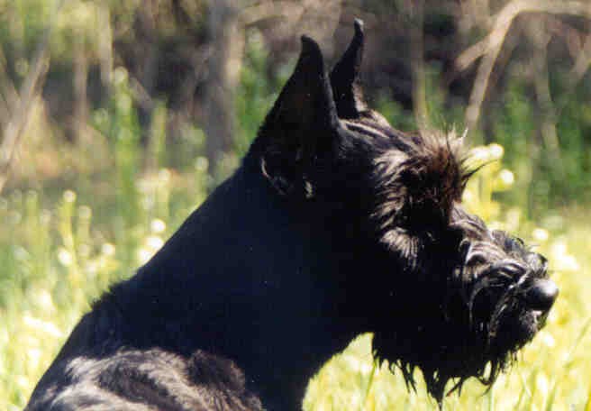 Giant Schnauzer Gwen at 19 weeks