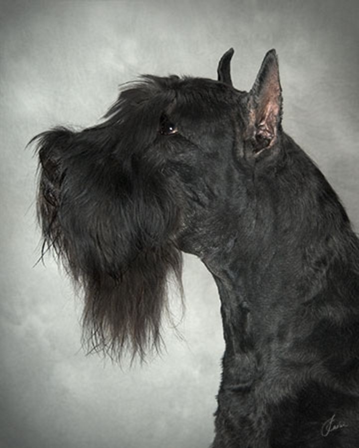 HATTEN’S GIANT SCHNAUZERS LUCAS