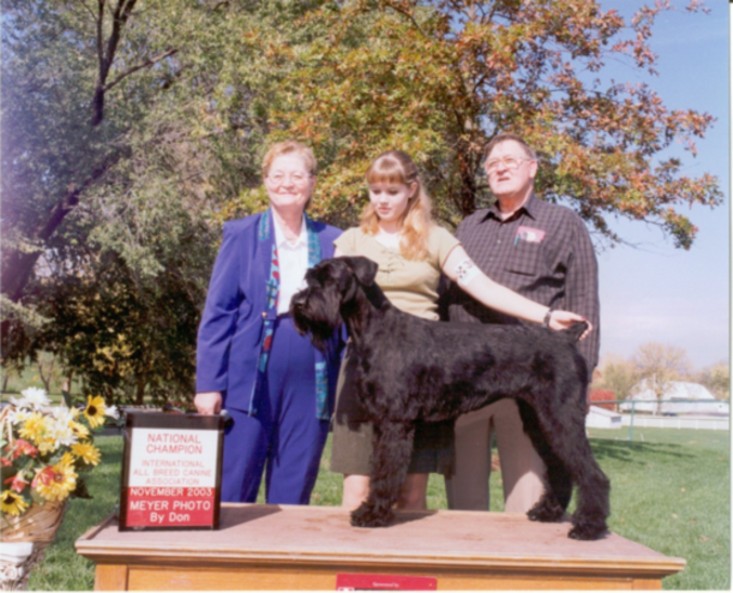 Giant Schnauzer - Shadow